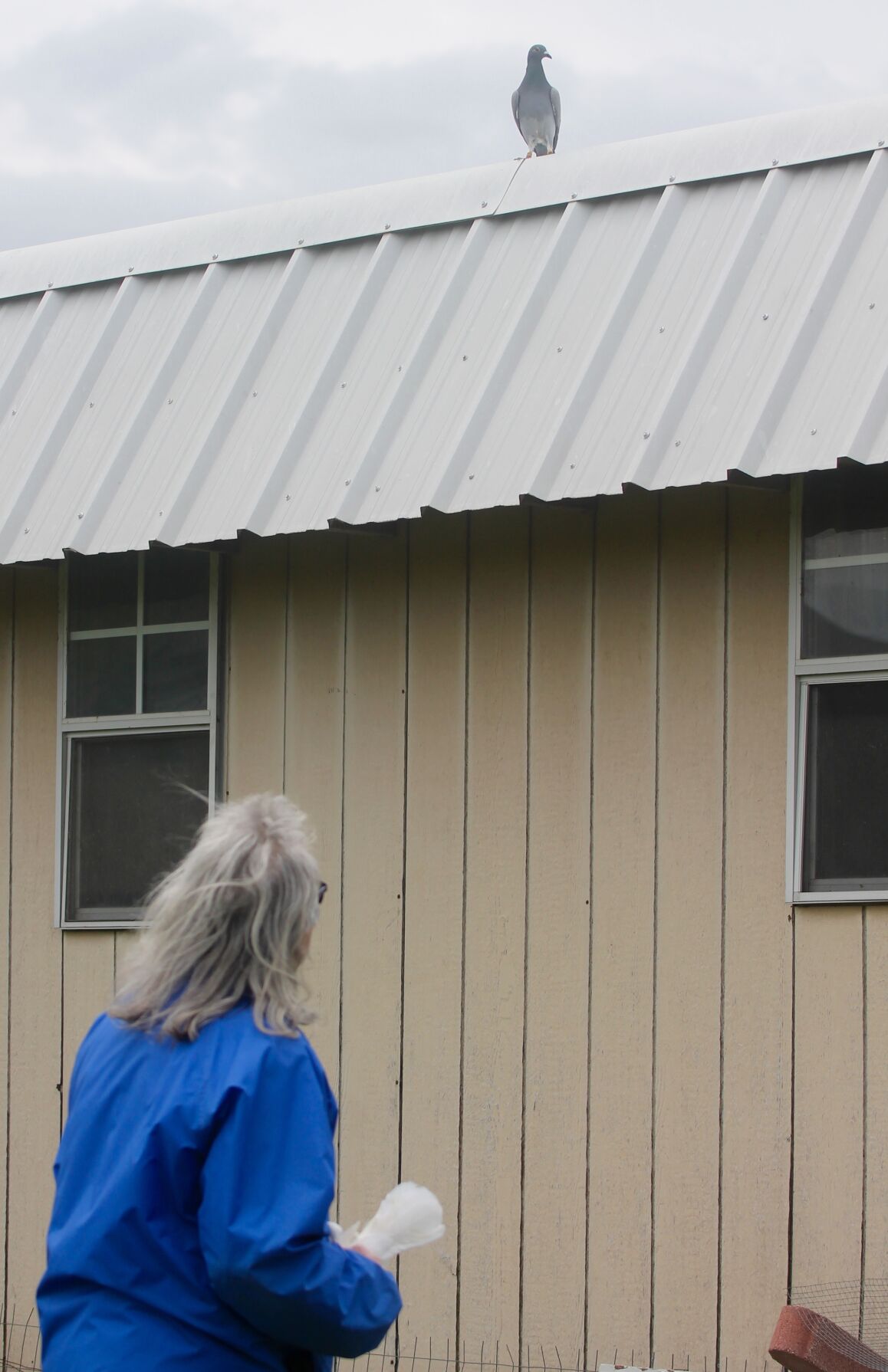 pigeon on roof